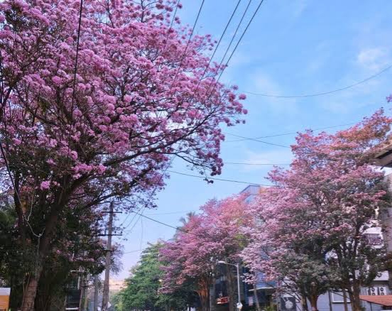 Bengaluru turns Pink with Cherry Blossom-like flowers all over streets: See these viral breathtaking views of the city